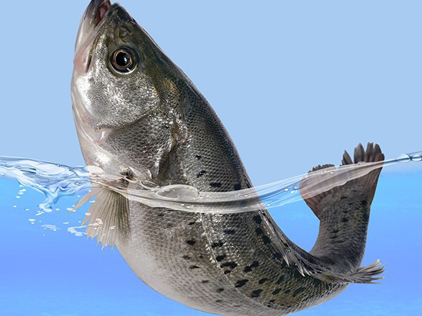 海鱸魚(yú)